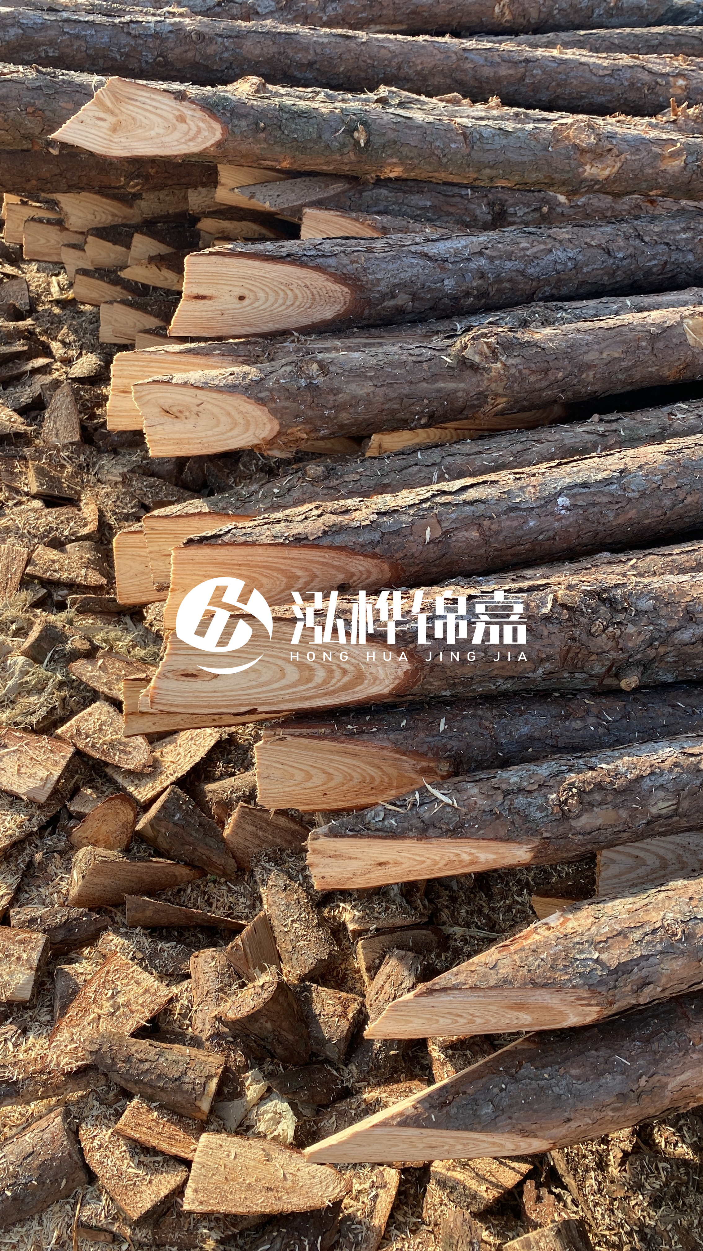 松木樁怎么分辨好壞？學(xué)會(huì)這幾招，輕松分辨松木樁好壞不踩雷！